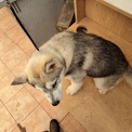 Chien Husky Sibérien proposée par l’élevage OF WOLVES CHILDREN OF THE MOON.