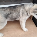 Husky Sibérien disponible dans les Deux-Sèvres