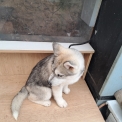Husky Sibérien disponible dans les Deux-Sèvres