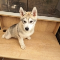 Chien Husky Sibérien proposé par l’élevage OF WOLVES CHILDREN OF THE MOON.