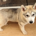 Husky Sibérien disponible dans les Deux-Sèvres