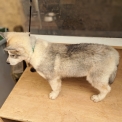 Chiot Husky Sibérien de race  en région Nouvelle-Aquitaine.