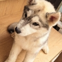 Chiot Husky Sibérien de race  en région Nouvelle-Aquitaine.