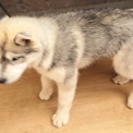 Husky Sibérien disponible dans les Deux-Sèvres