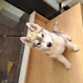 Chien Husky Sibérien proposé par l’élevage OF WOLVES CHILDREN OF THE MOON.