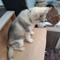 Chiot Husky Sibérien de race – prix 750 €.