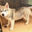 Husky Sibérien disponible dans les Deux-Sèvres