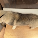 Chien Husky Sibérien proposé par l’élevage OF WOLVES CHILDREN OF THE MOON.