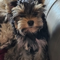 Chien Yorkshire Terrier proposée par l’élevage Des Lutins De La Palmeraie.