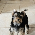 Chien Yorkshire Terrier proposée par l’élevage Des Lutins De La Palmeraie.