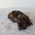 Chiot d'apparence de race Chihuahua  adopter.