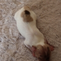Chiot d'apparence de race Chihuahua  adopter.