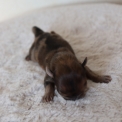 Chiot Chihuahua  vendre au prix de 1200  vaccin et identifi.