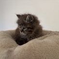 Chaton Chat Sibérien de race – prix 1600 €.