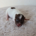 Chiot d'apparence de race Chihuahua  adopter.