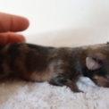 Chiot Chihuahua  vendre au prix de 1200  vaccin et identifi.