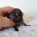 Cette petite femelle Chihuahua propose  l'achat est ne le 03/05/2025.