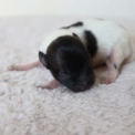 Chiot Chihuahua  vendre au prix de 1000  vaccin et identifi.