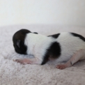 Chiot Chihuahua  vendre au prix de 1000  vaccin et identifi.