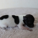 Chiot d'apparence de race Chihuahua  adopter.