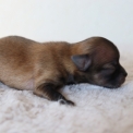 Chiot d'apparence de race Chihuahua  adopter.