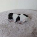 Chiot Chihuahua sans pedigree  en rgion Hauts-de-France.