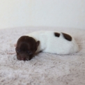 Ce petite mle Chihuahua propos  l'achat est n le 03/05/2025.