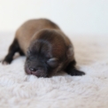 Cette petite femelle Chihuahua propose  l'achat est ne le 03/05/2025.