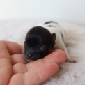 Chiot Chihuahua sans pedigree  en rgion Hauts-de-France.