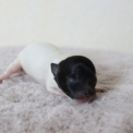 Cette petite femelle Chihuahua propose  l'achat est ne le 03/05/2025.