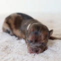 Chiot Chihuahua sans pedigree  prix 1200 .