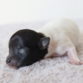 Cette petite femelle Chihuahua propose  l'achat est ne le 03/05/2025.