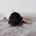 Cette petite femelle Chihuahua propose  l'achat est ne le 03/05/2025.