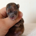 Chiot Chihuahua sans pedigree  prix 1200 .
