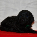 Caniche Nain disponible dans la Vienne