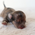 Chiot Chihuahua sans pedigree  prix 1200 .