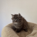 Chaton Chat Sibérien de race – prix 1600 €.