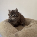 Chaton Chat Sibérien de race – prix 1600 €.