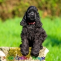 Chiot Cocker Américain Spaniel de race  en région Hauts-de-France.