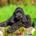 Chiot Cocker Américain Spaniel de race – prix 1060 €.