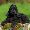 Chiot Cocker Américain Spaniel de race – prix 1060 €.
