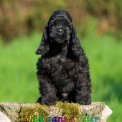 Chiot Cocker Américain Spaniel de race – prix 1060 €.