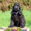 Chiot Cocker Américain Spaniel de race  en région Hauts-de-France.