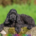 Chiot Cocker Américain Spaniel de race  en région Hauts-de-France.
