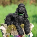 Chiot Cocker Américain Spaniel de race  en région Hauts-de-France.