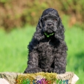 Cocker Américain Spaniel disponible dans l'Aisne
