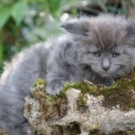 Chaton Maine Coon de race – prix 1450 €.