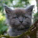 Chaton Maine Coon de race – prix 1450 €.