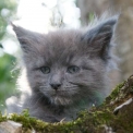Chaton Maine Coon de race  en région Occitanie.