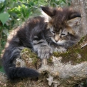 Chaton Maine Coon de race  en région Occitanie.